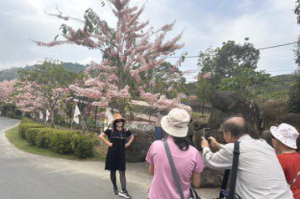 台南寶光聖堂花旗木將滿開 逾300棵粉紅花朵綻放