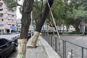 25棵行道樹「判死」惹議 新北市府：專家目測核定移除
