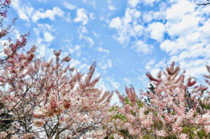 超美！一片粉紅炸裂 台南「賞花聖地」逾300棵花旗木滿開