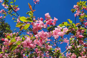 阿裏山遊樂區櫻花季近尾聲遊客較去年少 除受花蓮強震影響還有這原因