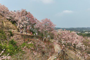 超美！嘉義縣3千棵花旗木盛放 營造阿拉伯粉紅村聲名遠播