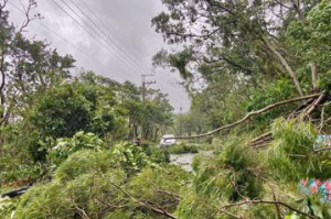 小犬颱風襲恆春半島毀造林地 滿州鄉符合現金救助和低利貸款