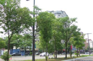 紅火蟻入侵擴大 竹市東大路綠帶分隔島也插「小紅旗」