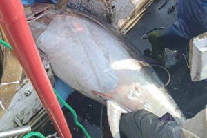 「全國第一鮪」在宜蘭 蘇澳漁船捕獲200公斤黑鮪將驗身