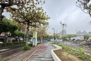 竹北街道傳糞臭居民學童作嘔 盼全面移植75棵蘋婆樹