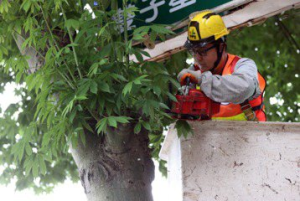 防樹倒砸死人 北市府仿新加坡作業試辦光學雷達監測樹木