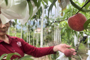 嘉縣77歲農民種植熱帶水蜜桃搶先上市 動作慢要等明年