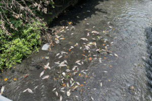 泡沫、臭味瀰漫！新豐鄉茄苳溪成泡泡河 約1噸魚群暴斃「屍體綿延2公裏」