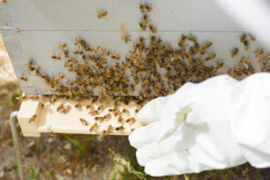暖冬花開少...蜂蜜減產苗縣評鑑喊停 當地農會嘆：採蜜狀況不佳