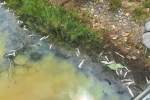 水質優氧化…雲林口湖椬梧滯洪池 浮現數千魚屍