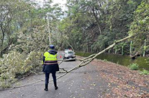 台中和平中橫公路產業道路4公尺高樹木倒 警設警示管制