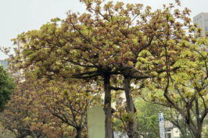掌葉蘋婆花期異味擾民 竹北市將修枝及加強清掃