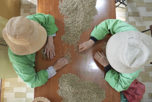 咖啡漲價壓力爆棚？「2因素」重創越南咖啡豆供應