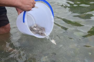 宜蘭南方澳豆腐岬1.6萬尾真鯛魚苗入海　豐富多樣性