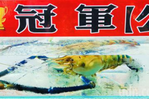 屏東泰國蝦養殖業歹年冬 潮州今舉辦賽神蝦活動拉擡買氣