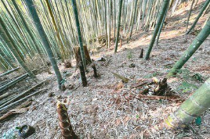 獼猴啃食母竹 筍農憂竹林遭摧殘