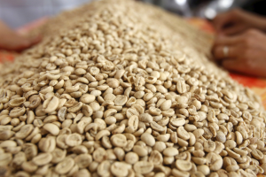 批發價衝45年最高點！羅布斯塔咖啡豆供應緊張 後市看越南