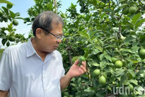 屏東檸檬進入產季 農民憂颱風延遲性災害恐減產、價跌