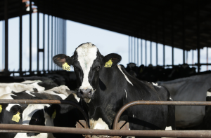 美國乳牛傳禽流感疫情 帶動這種相關產品銷售衝高